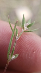 Polygonum polygaloides