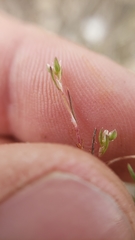 Polygonum polygaloides