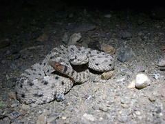 Crotalus cerastes cerastes
