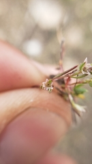Polygonum polygaloides
