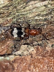 Clerinae