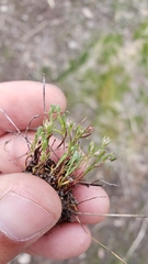 Polygonum polygaloides