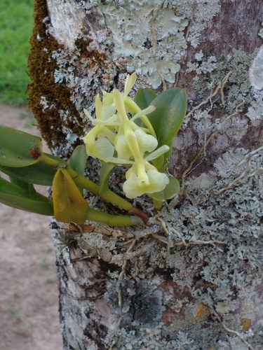 Epidendrum pessoae Hágsater & L.Sánchez