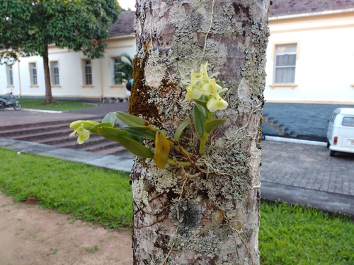 Epidendrum pessoae Hágsater & L.Sánchez 2