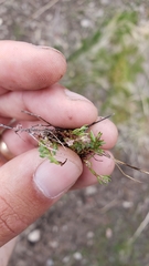 Polygonum polygaloides