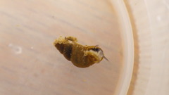 Potamopyrgus antipodarum