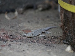 Hemidactylus flaviviridis