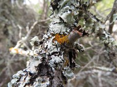 Xanthoria fulva image