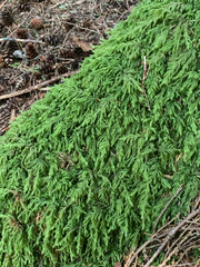 Pseudisothecium cristatum