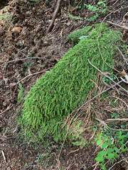 Pseudisothecium cristatum