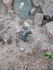 Chlanidophora patagiata