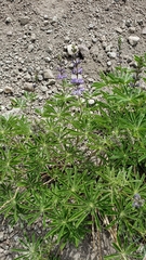 Lupinus caudatus caudatus