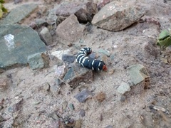 Chlanidophora patagiata