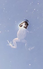 Crinia flindersensis