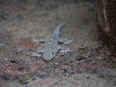 Hemidactylus flaviviridis