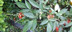 Ohwia caudata