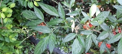 Ohwia caudata