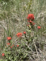 Castilleja hispida acuta