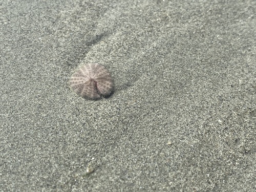 photo of Eccentric Sand Dollar (Dendraster excentricus)