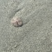 photo of Eccentric Sand Dollar (Dendraster excentricus)