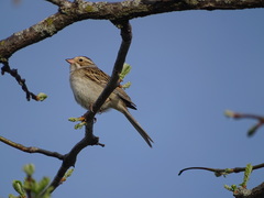 Spizella pallida