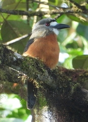 Hapaloptila castanea