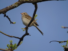Spizella pallida