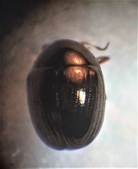 Ditropidus compactus