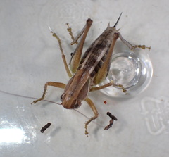 Decticita balli