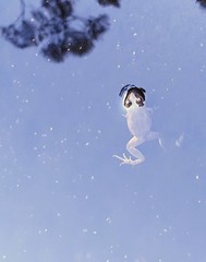 Crinia flindersensis