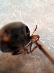 Ditropidus compactus