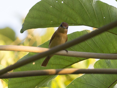 Pachyramphus castaneus intermedius
