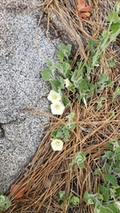 Calystegia malacophylla malacophylla