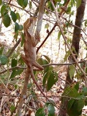 Enyalius bibronii