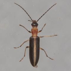 Oxycopis mimetica