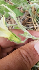 Calystegia malacophylla malacophylla