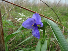 Tradescantia bracteata