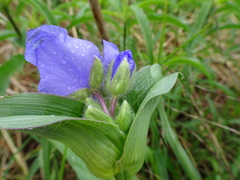 Tradescantia bracteata