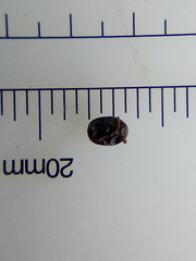 Ditropidus compactus