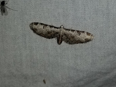 Eupithecia ravocostaliata