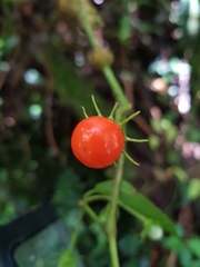 Lycianthes furcatistellata