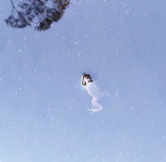 Crinia flindersensis