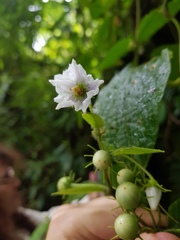 Lycianthes furcatistellata