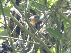 Pheugopedius rutilus