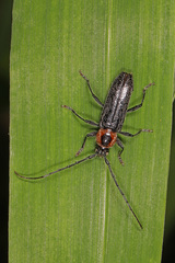 Stenosphenus notatus