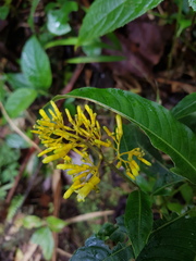 Palicourea lasiorrhachis