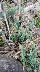 Pellaea bridgesii