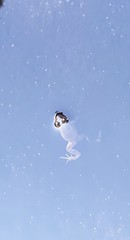 Crinia flindersensis