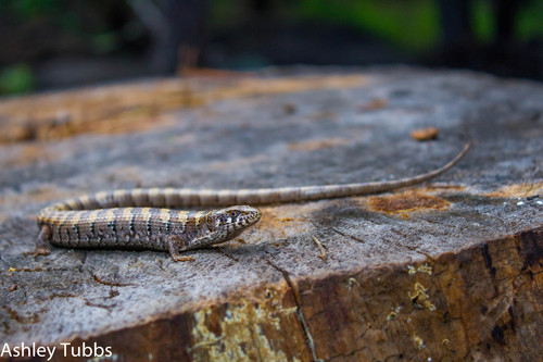 Madrean Alligator Lizard