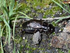 Gryllus veletisoides
